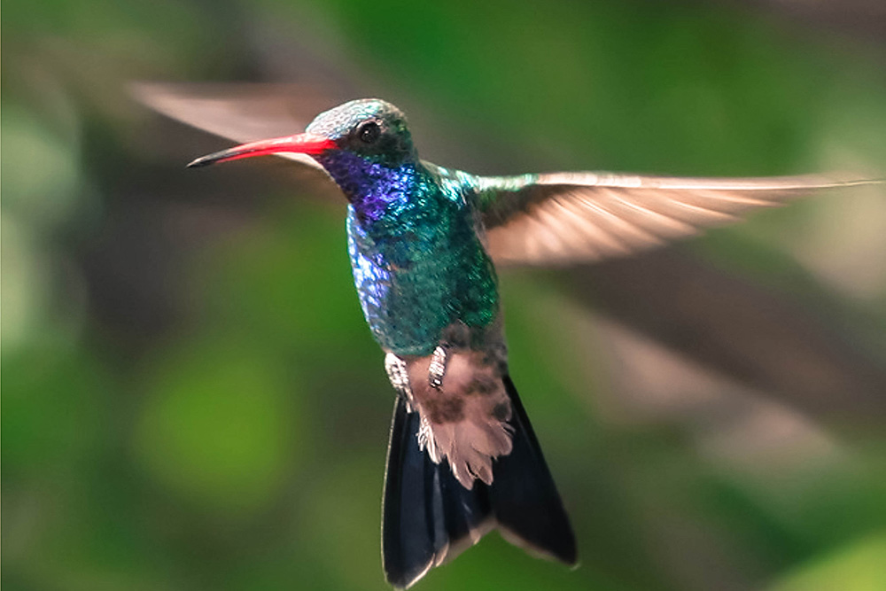 Rockland Bird Sanctuary - Fly High Taxi and Tours Jamaica - www.FlyHighTaxiAndToursJamaica.com - www.FlyHighTaxiAndToursJamaica.net Rockland Bird Sanctuary - Fly High Taxi and Tours Jamaica - www.FlyHighTaxiAndToursJamaica.com - www.FlyHighTaxiAndToursJamaica.net